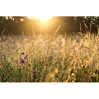 " Sunrise Over Summer Meadow "