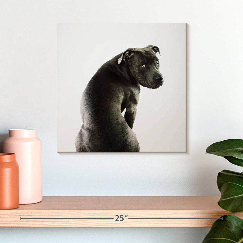 Crowle Shy Pit Bull, H 16 po x l 16 po