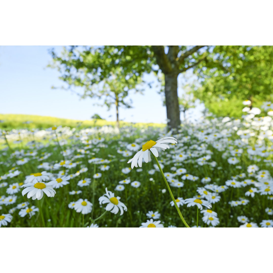 Margeriten im Frühling - Österreich von Leonsbox - Druck ohne Rahmen auf Leinwand