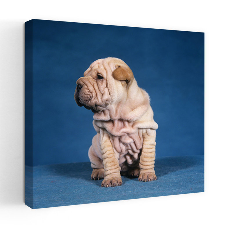 1990S Chinese Shar Pei Puppy Dog Sitting Classic Retro Vintage Dog Wall Art, 48" H x 48" W