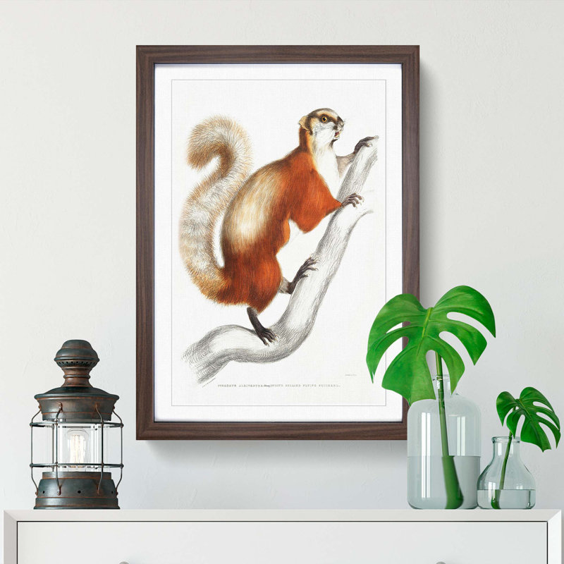 White-Bellied Flying Squirrel Illustration by John Edward Gray - Framed Print, 36cm H x 27cm W x 2cm D, Walnut Framed