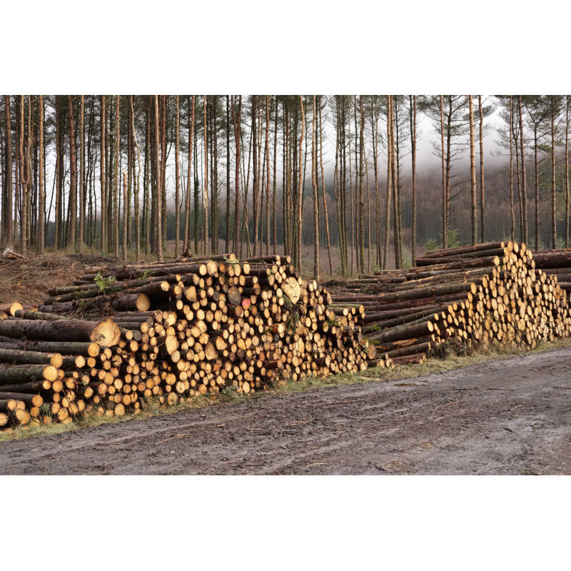 Wood Logs From Trees by Richard Johnson - Wrapped Canvas Print, 61cm H x 91cm W