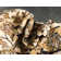 Britannia Floral Indoor Rug