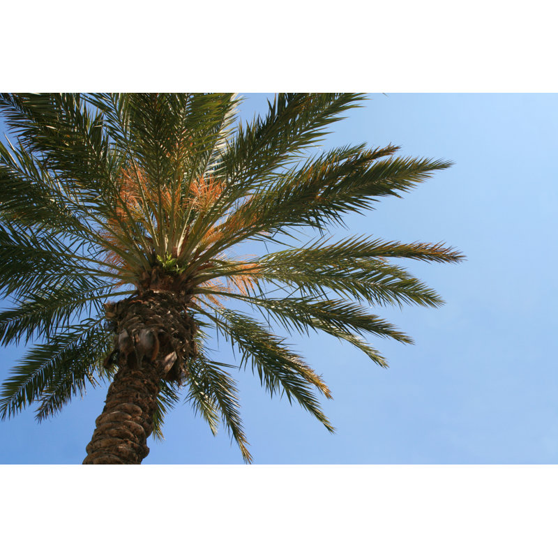 Palm Tree by Leslee - Wrapped Canvas Print, 30cm H x 46cm W