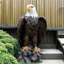 Majestic Garden Eagle Statue for Porch and Outdoor Decor
