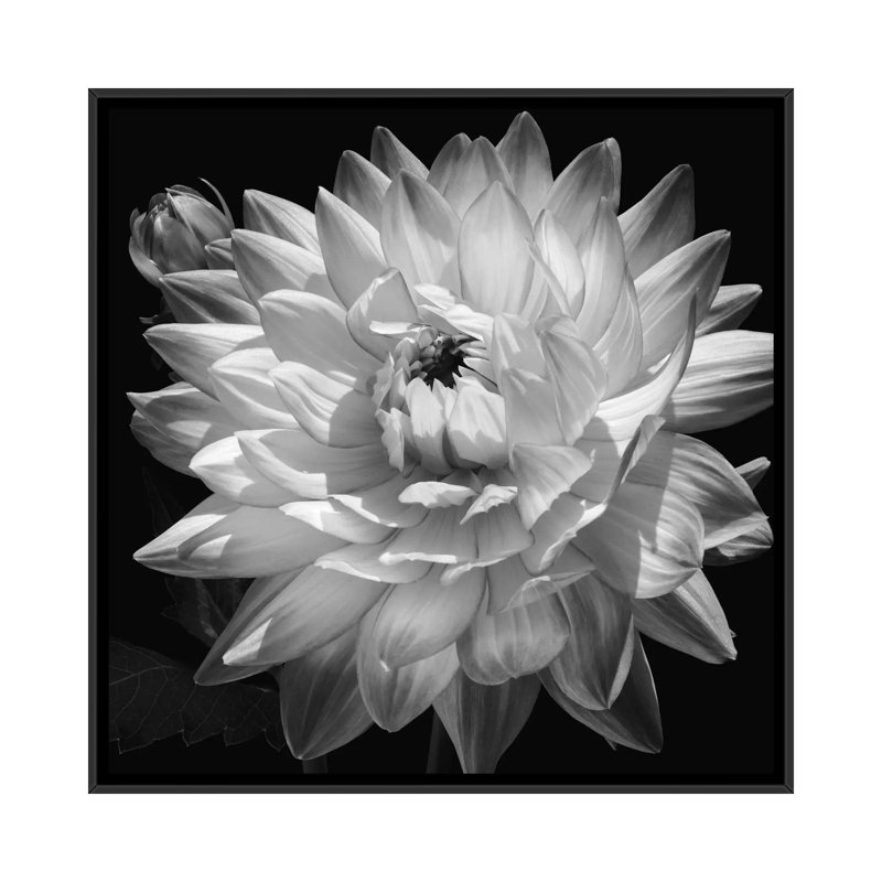«White Dahlia II», impression sur toile, H 26 po x l 26 po x p 1,5 po, Toile avec cadre noir, Pas de tapis