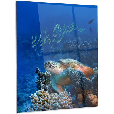 " Large Sea Turtle Underwater "