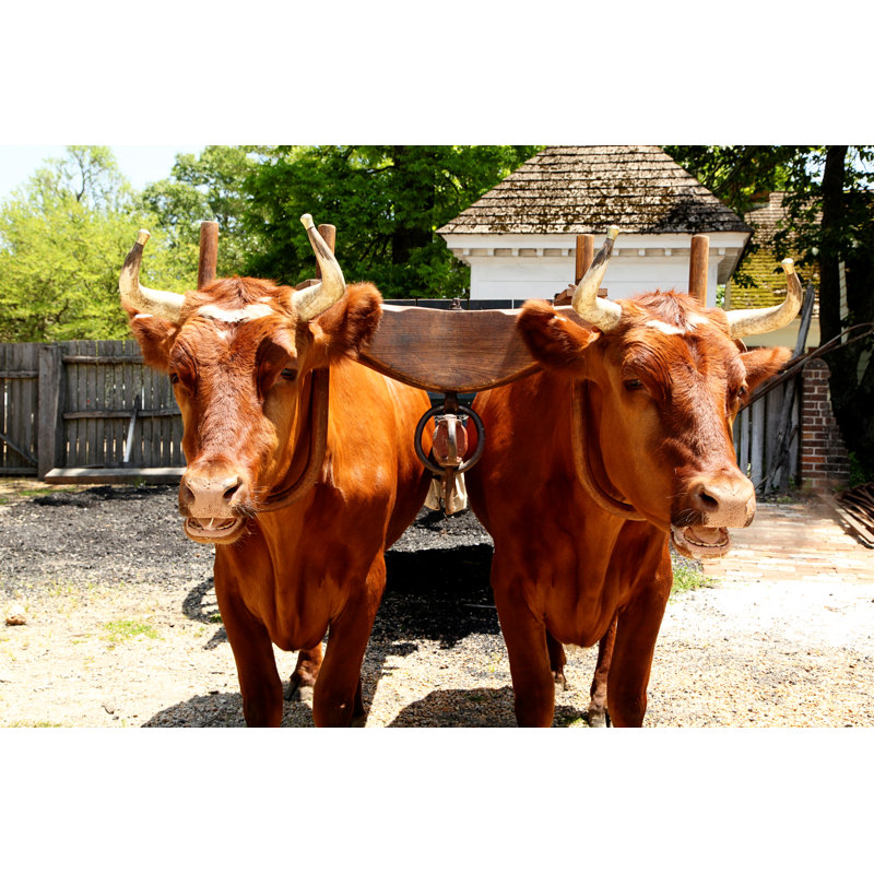 Farm Animals by Imagesbybarbara - No Frame Art Prints on Canvas, 20cm H x 30cm W