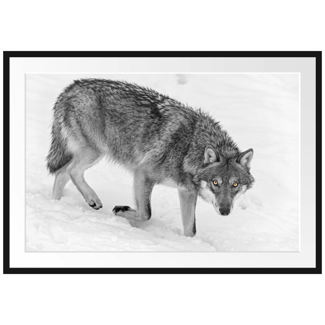 Seltener Wolf im Schnee Gerahmter fotografischer Kunstdruck Poster