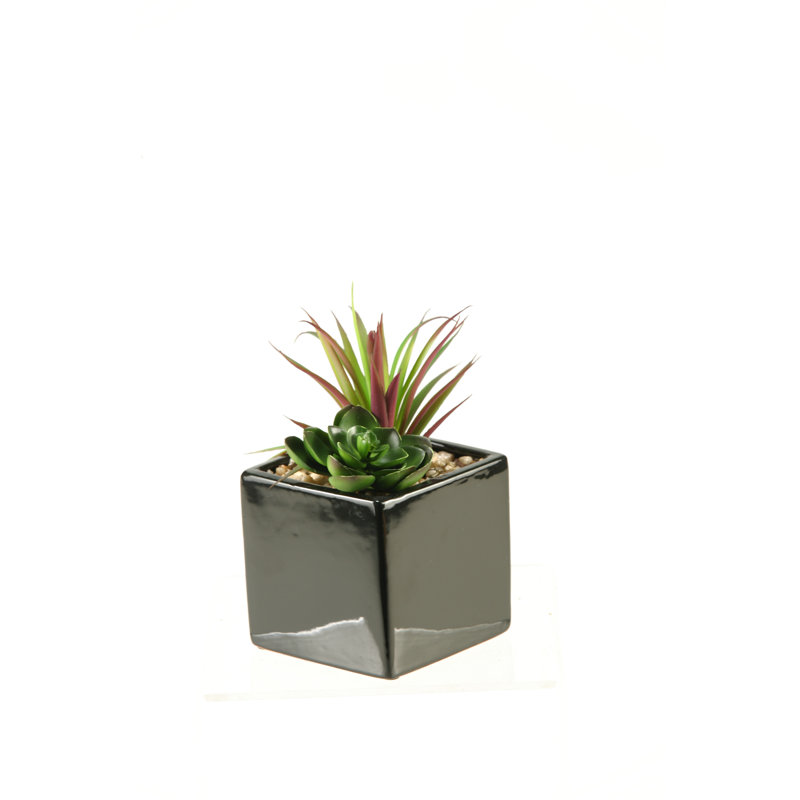 Plante succulente et Echeveria en pot
