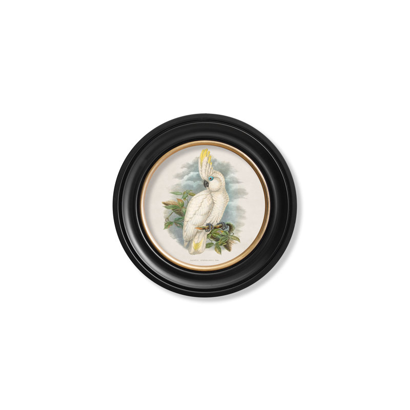 Cockatoo by Mid-1800s - Single Picture Frame Print on Archival Matt 230gsm Paper