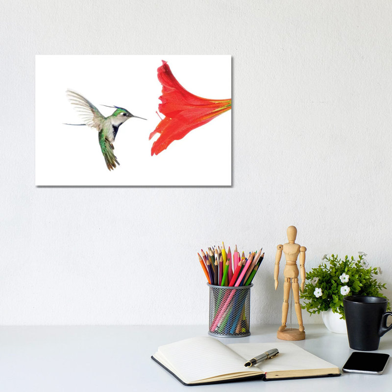 Plovercrest Hummingbird Feeding On Flower Nectar, Argentina by Agustin Esmoris - Wrapped Canvas Painting