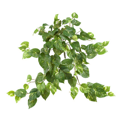 24'' Ivy Plant