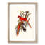 Fiery Parakeets by Elizabeth Gould - Picture Frame Art Print-55609405-55609404