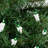 50-Count Mini Christmas Light Set 10ft Wire-1053283124