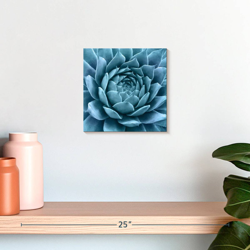 Agave bleu argenté, H 10 po x l 10 po