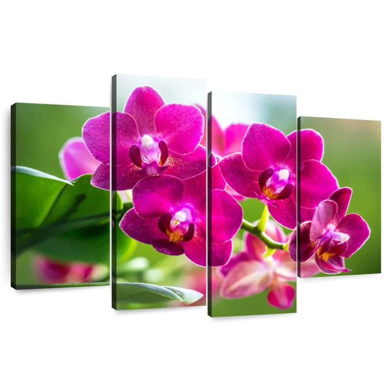 Harnek Pink Moth Orchid Blooms, 32" H x 52" W