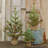 2' Pine Christmas Tree