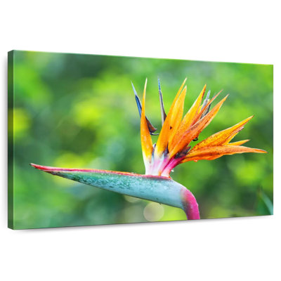 Fleur Harnek, oiseau du paradis