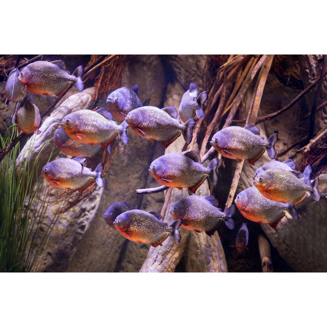 Group Of Purple Piranhas von Deepblue you - Leinwandbild