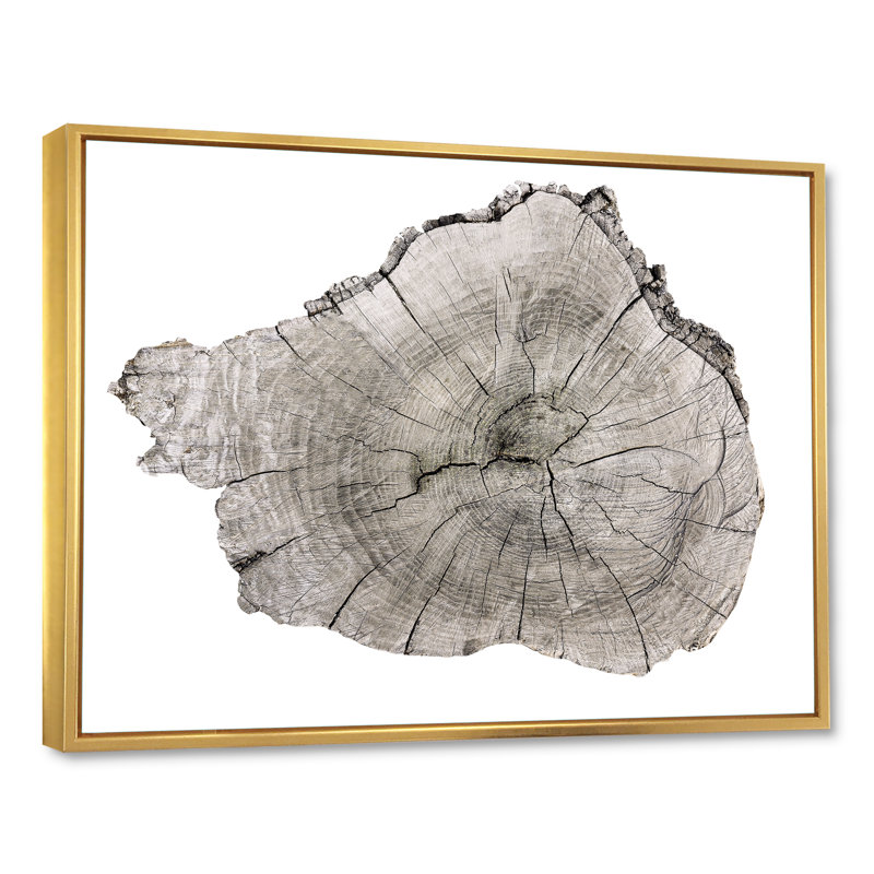 Coupe transversale d'un tronc d'arbre - reproduction sur toile, H 24 po x l 36 po x P 1 po, Toile encadrée flottante dorée