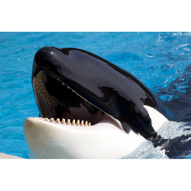 Killer Whale - Wrapped Canvas Print, 61cm H x 91cm W x 3.8cm D