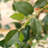 8ft Artificial Ficus Tree with White Tall Planter, Faux Ficus Tree with Natural Trunk