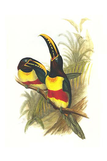 « châtaignier eared aracari » par john gould, impression, H 30 po x l 20 po x P 1,5 po, Jaune / Vert / Noir