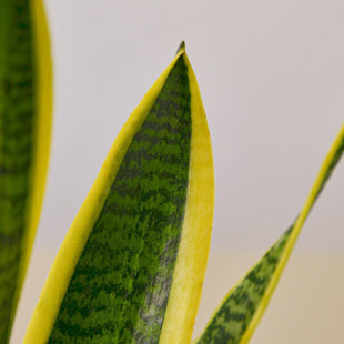 House Plant Shop Live Foliage Plant in Ceramic Planter