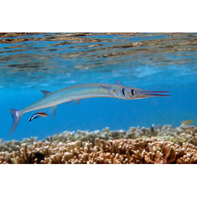 Crocodile Needlefish - Photographie sur toile tendue