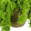 Norwood Faux Moss Plant in Fiberstone Pot
