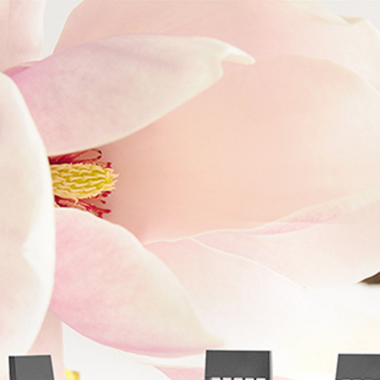 Majestic Magnolia Wall Mural