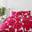 Red/Pink