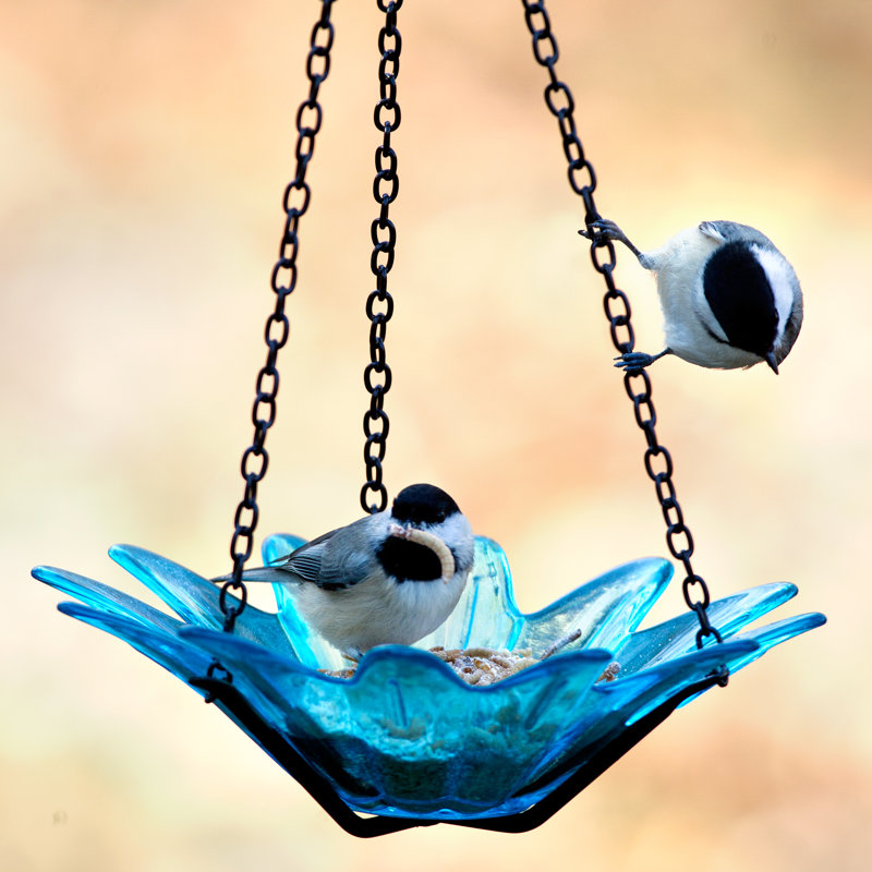Mangeoire à oiseaux en verre recyclé Daisy, Bleu aqua