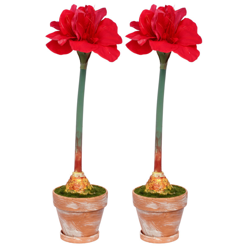 Amaryllis en pot, ensemble de 2 à 26 pouces