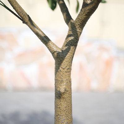 George Olive Tree in Pot