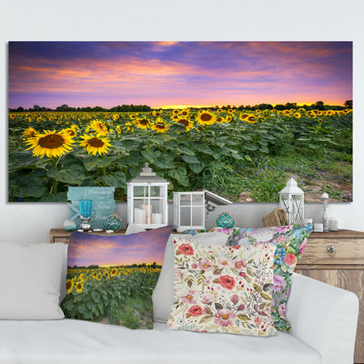 " Sunset Sunflower Field "