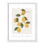 Amalfi Lemons - cadre photo, impression-66318804-66318811