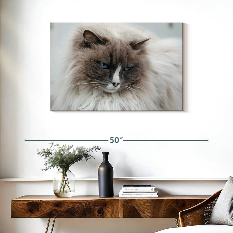 Gros plan d'un chat Bramil himilayen en Islande, H 24 po x l 36 po