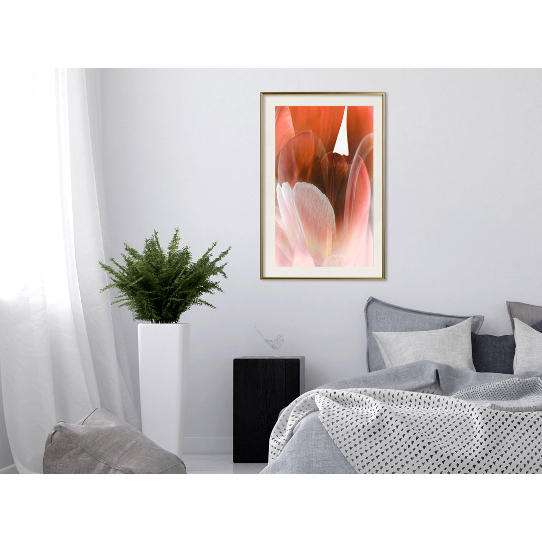 Gerahmtes Poster Tulip Petals