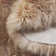 Pavlova Sheepskin Indoor Rug