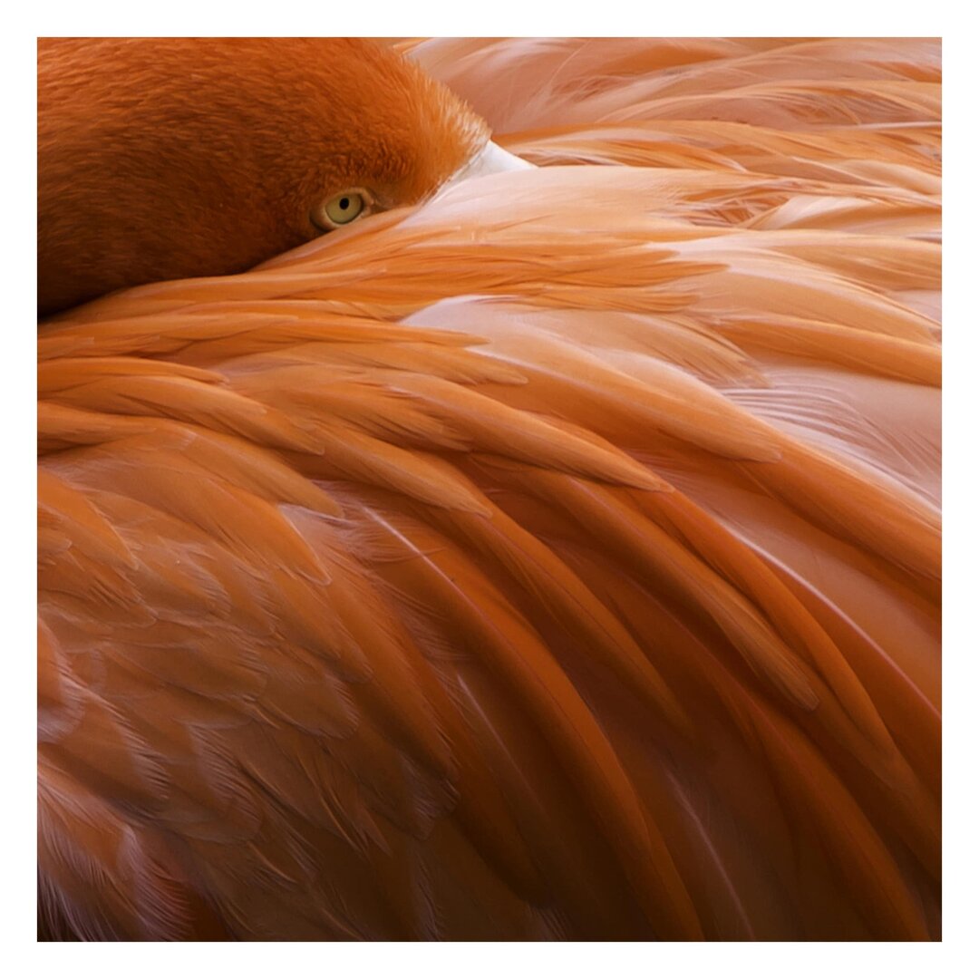 Strukturierte Fototapete Flamingo Feathers 3,36 m x 336 cm