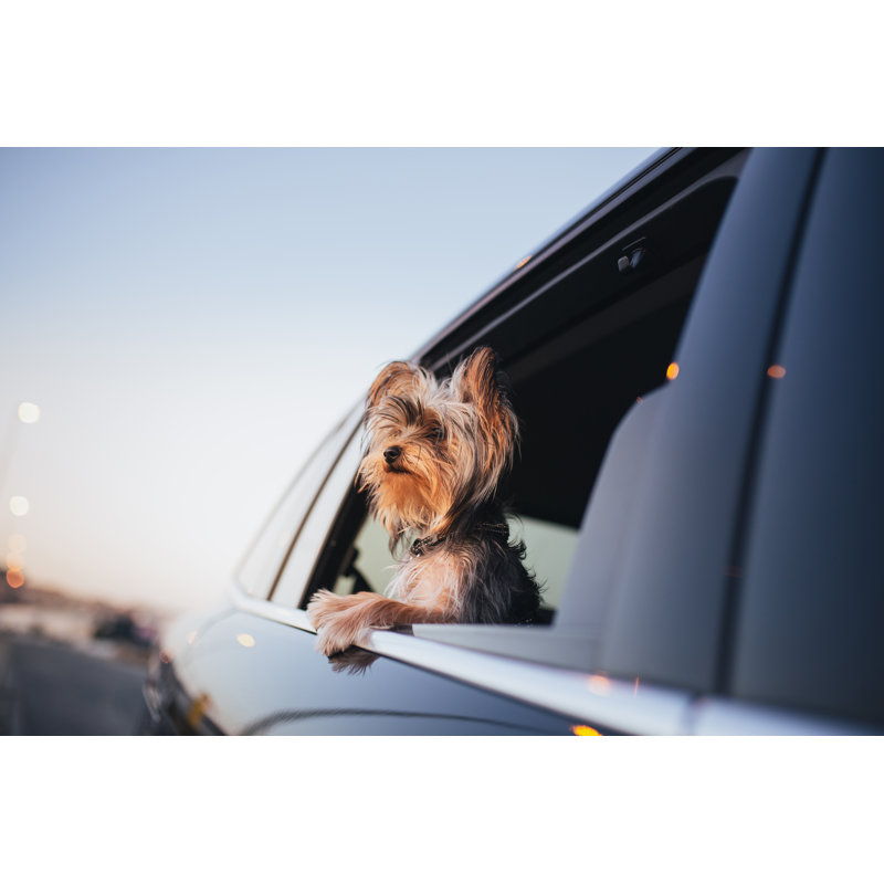 Yorkshire Terrier Dog by Iantfoto - Wrapped Canvas Print, 81cm H x 122cm W x 3.8cm D