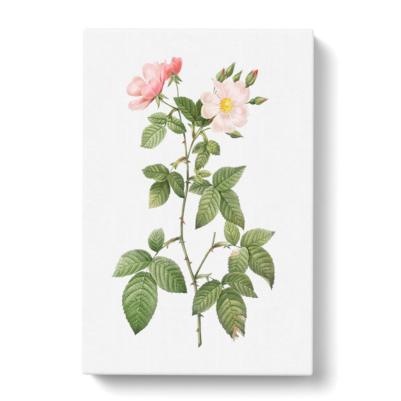 Rose In Bloom by Pierre-Joseph Redoute - Wrapped Canvas, 76cm H x 50cm W x 3cm D