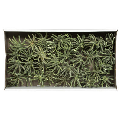 3-4" Spider Claws, Dried