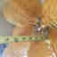 Customer photo 2 of 2