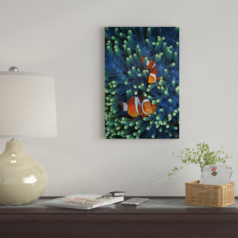 « matin anemonefish pair », impression sur toile, H 18 po x l 12 po x P 1,5 po, Pas de tapis, Toile tendue
