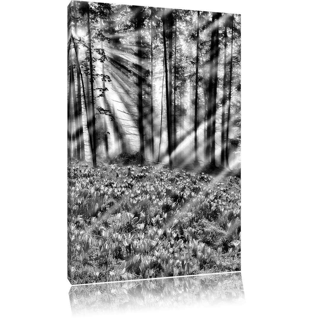 Leinwandbild Krokussfeld im Wald in Monochrom