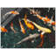 Reproduction d'art de poisson Koi - étang japonais Koi Pond - affiche sur toile de jardin d'eau Zen-508732896-508732902