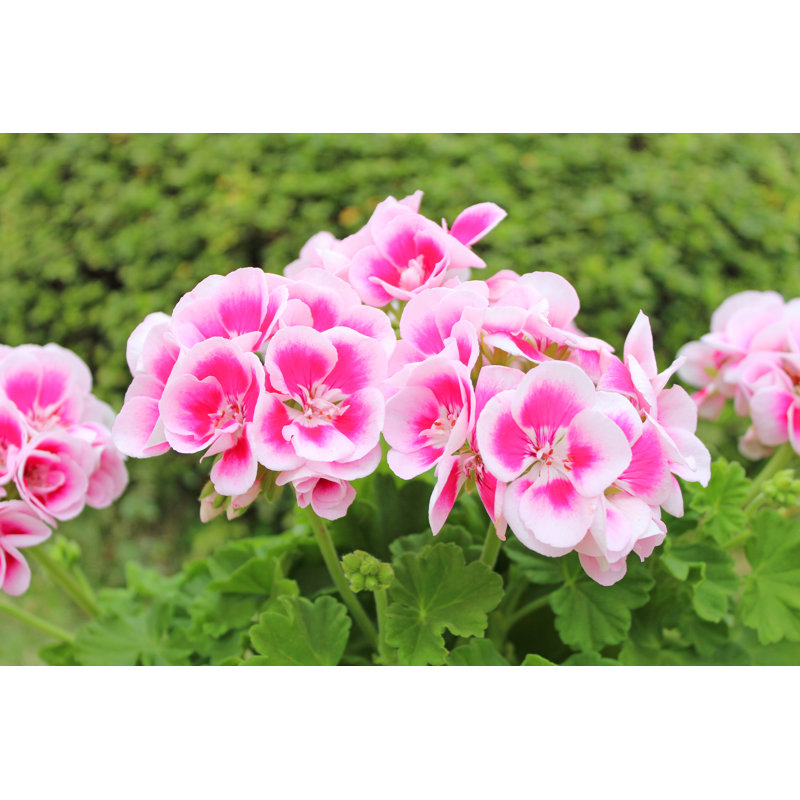 Pink Geranium Flowers by Ranmaru_ - Wrapped Canvas Print, 81.28cm x 121.92cm
